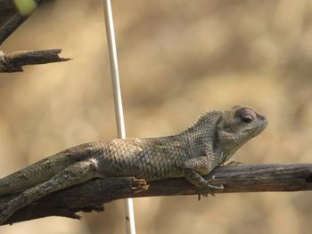 Close-up of lizard