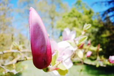 Close-up of pink flowering plant against trees