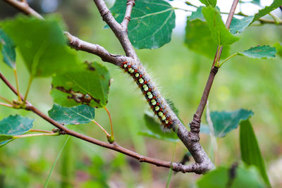 Close-up of grasshopper on tree branch