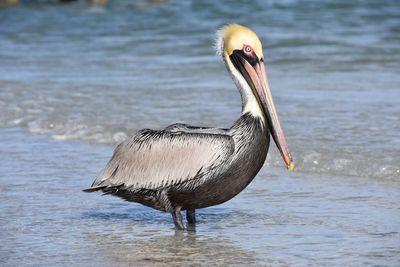 Close-up of pelican on lake