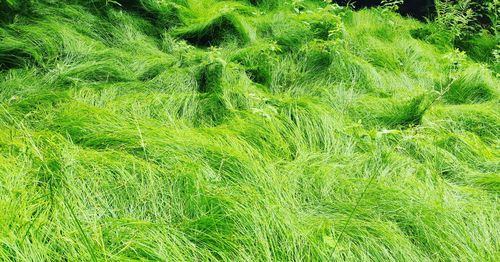 Full frame shot of green field