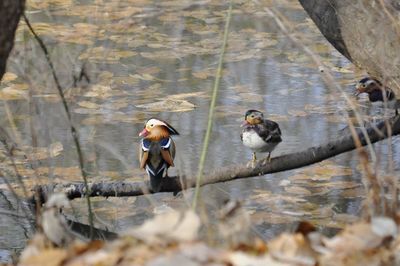 High angle view of ducks in lake