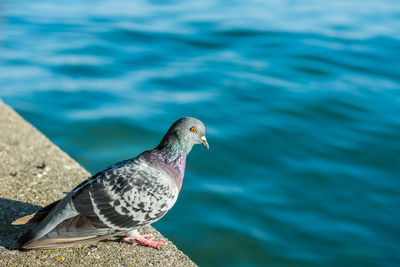 Close-up of pigeon perching at beach