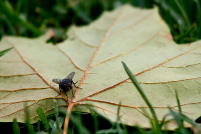 Close-up of insect on leaf