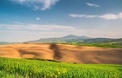 Scenic view of agricultural field against sky