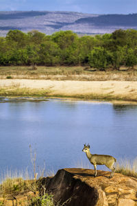 Side view of horse on lake