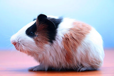 Close-up of a guinea pig