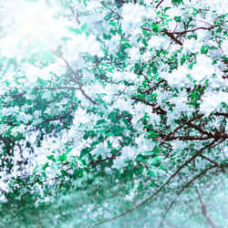 Full frame shot of white flowering tree