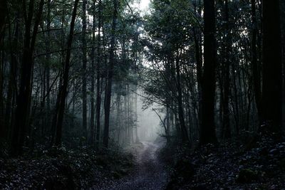 Trees in forest