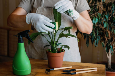 Spring houseplant care, waking up indoor plants for spring. female hands spray and washes the