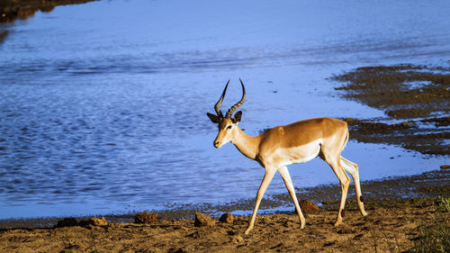 View of deer standing on land