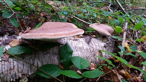 Close-up of mushroom