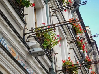 Low angle view of plants