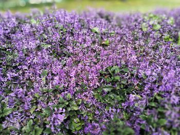 Close-up of lavender flowers growing in field