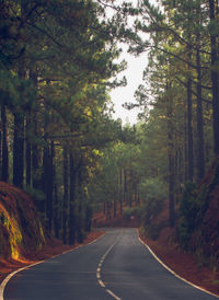 Empty road amidst trees in forest