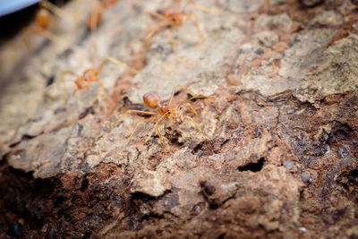 Close-up of ant on rock