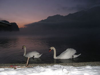 Swans swimming in sea against mountain range