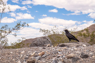 Bird perching on rock against sky