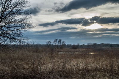 Bare trees against sky