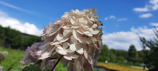 Close-up of white flowering plant