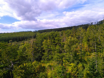 Scenic view of forest against sky