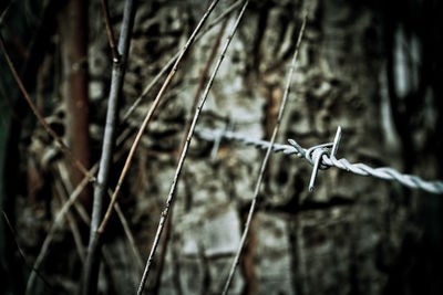Close-up of bird on barbed wire