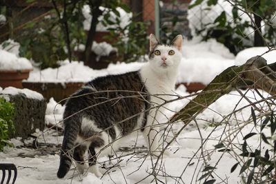 Portrait of cat sitting on tree