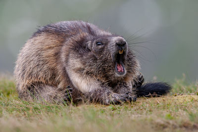 Close-up of an animal on grass