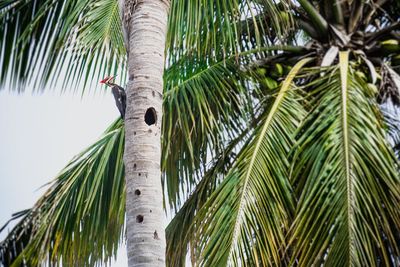 Low angle view of coconut palm tree leaves