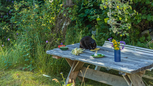 High angle view of a cat sitting on table