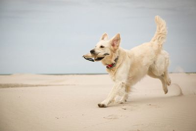 Dog holding object in mouth on beach