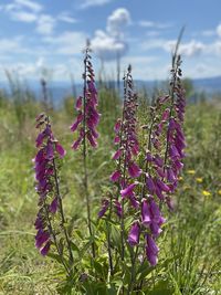 Close-up of purple lavender flowers on field against sky