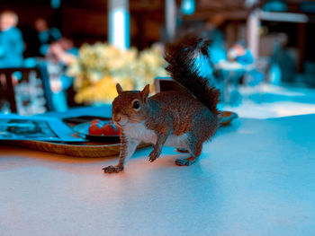 Cat looking away on table