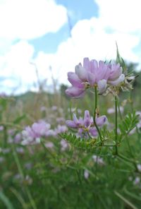 Close-up of pink flowers