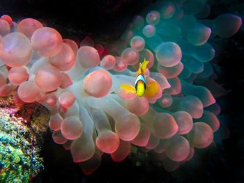 Red sea anemonefish