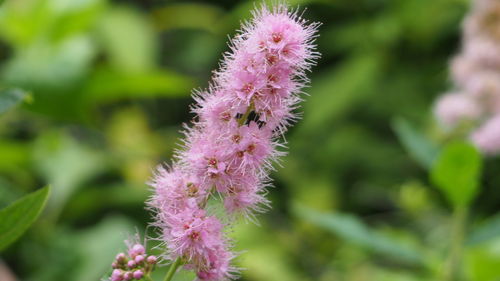 Close-up of fresh purple flowers