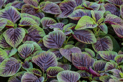 Full frame shot of vegetables