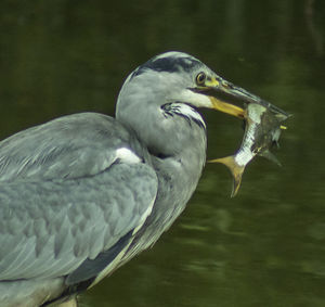 Close-up of a bird