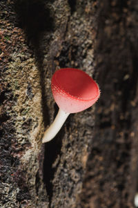 Close-up of red heart shape mushroom growing on tree trunk