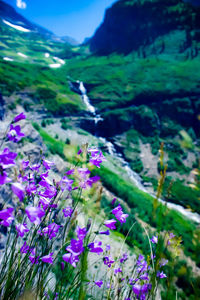 Close-up of flowers growing on mountain