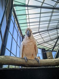 Low angle view of bird perching on roof