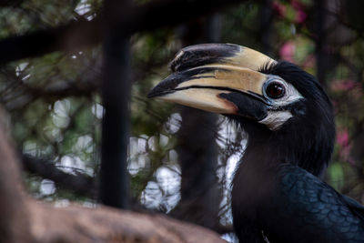 Close-up of a bird