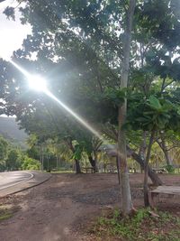 Sunlight streaming through trees in park