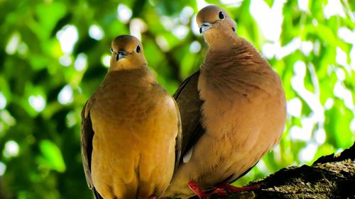 Close-up portrait of mourning doves