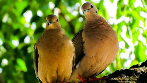 Close-up of bird on tree