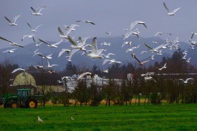 Flock of birds flying over landscape