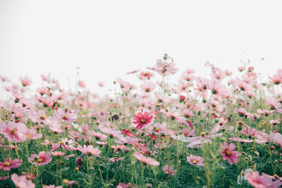 Close-up of pink flowering plants on field against clear sky