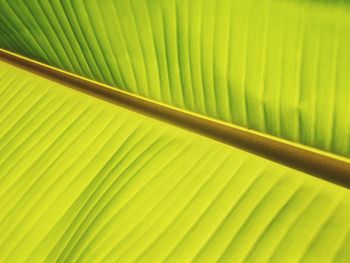 Full frame shot of palm leaf