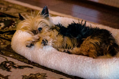 Portrait of dog relaxing at home