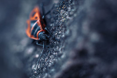 macro photography
